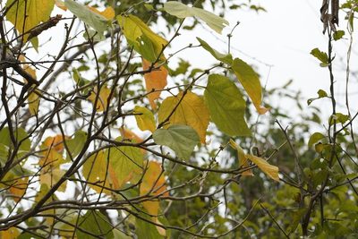 Robinsonella pilosissima, photographed by Neptalí Ramírez Marcial