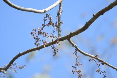 Cedrela salvadorensis, photographed by Neptalí Ramírez Marcial