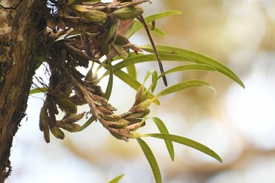 Maxillaria hagsateriana, photographed by Neptalí Ramírez Marcial