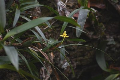 Maxillaria variabilis, photographed by Neptalí Ramírez Marcial