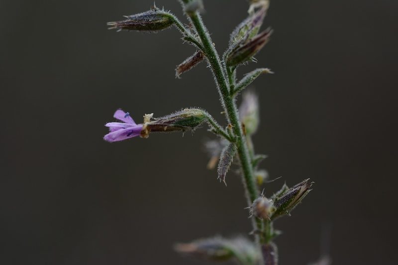 Loeselia pumila, photographed by Neptalí Ramírez Marcial