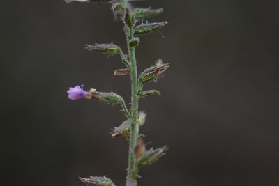 Loeselia pumila, photographed by Neptalí Ramírez Marcial