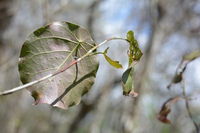 Coccoloba acapulcensis, photographed by Neptalí Ramírez Marcial