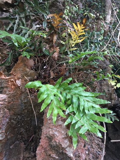 Drynaria quercifolia, photographed by Matt Berger