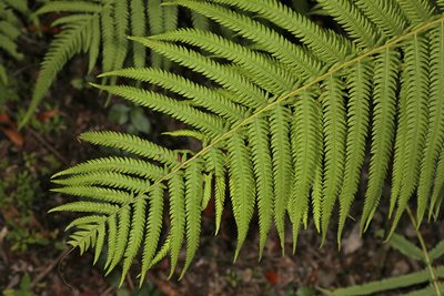 Pelazoneuron ovatum, photographed by Judy Gallagher