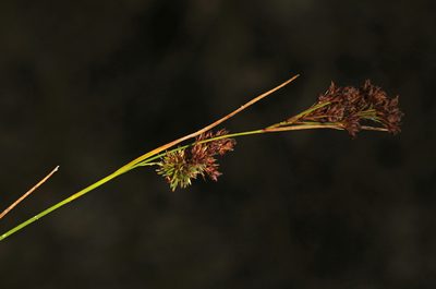 Rhynchospora microcarpa, photographed by Judy Gallagher