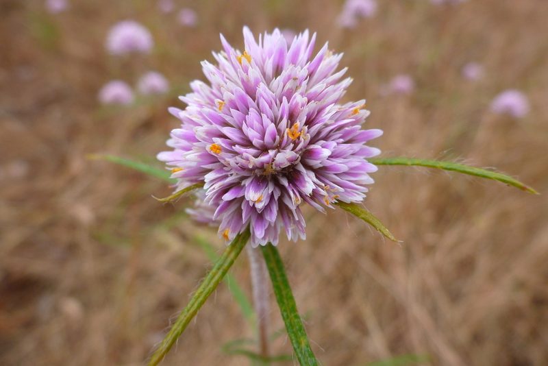 Gomphrena canescens, photographed by coenobita