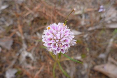 Gomphrena canescens, photographed by coenobita