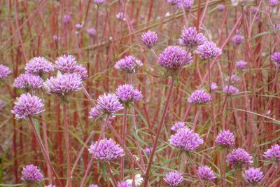 Gomphrena canescens, photographed by coenobita