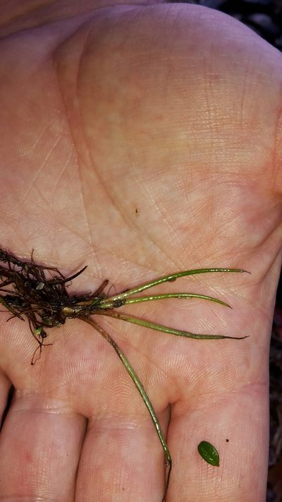 Isoetes alpina, photographed by naturewatchwidow