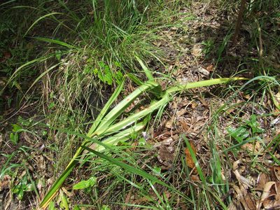 Crinum arenarium, photographed by coenobita