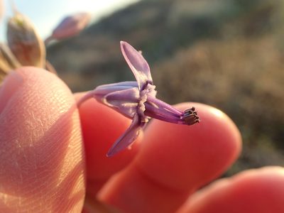 Triteleiopsis palmeri, photographed by rockybajada