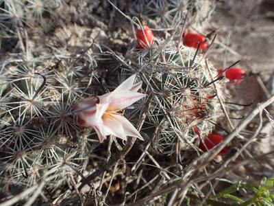 Cochemiea hutchisoniana, photographed by rockybajada