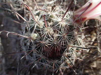 Cochemiea hutchisoniana, photographed by rockybajada