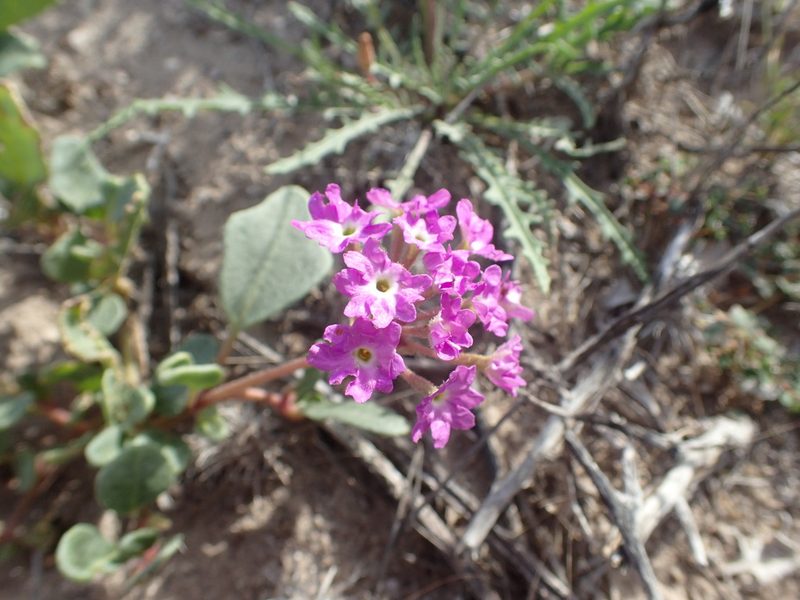 Abronia gracilis, photographed by rockybajada