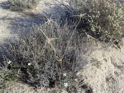 Euphorbia eriantha, photographed by rockybajada