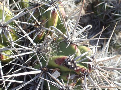 Grusonia invicta, photographed by rockybajada