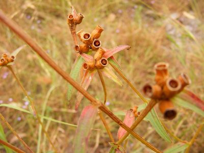 Osbeckia chinensis, photographed by coenobita