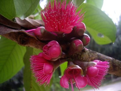 Syzygium malaccense, photographed by bernhard_hiller