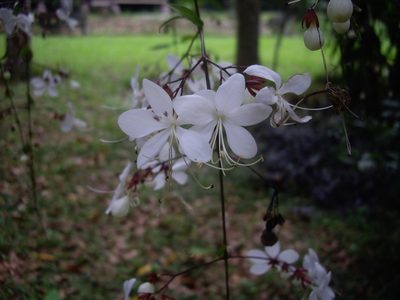 Clerodendrum schmidtii, photographed by bernhard_hiller