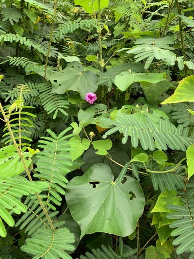 Ipomoea rubens, photographed by Carrie Seltzer
