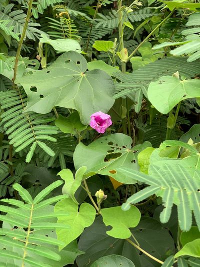 Ipomoea rubens, photographed by Carrie Seltzer