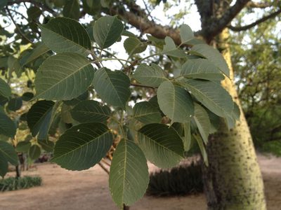 Ceiba chodatii, photographed by Étienne Lacroix-Carignan