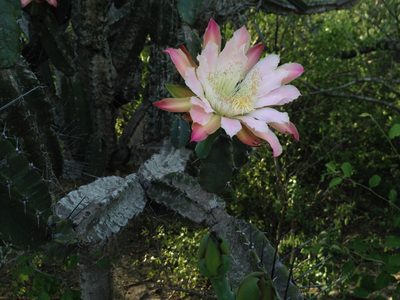 Cereus forbesii, photographed by Étienne Lacroix-Carignan