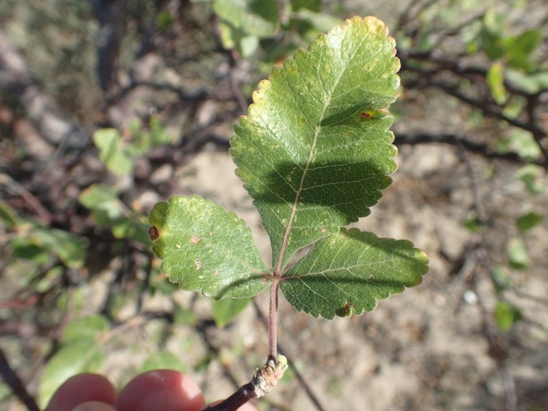 Bursera hindsiana, photographed by rockybajada