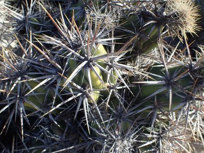 Grusonia invicta, photographed by rockybajada