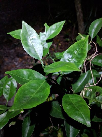 Citrus × aurantium, photographed by Alison Northup