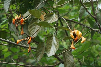 Erythrina fusca, photographed by Carrie Seltzer