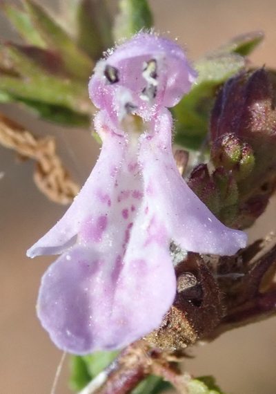 Stachys sublobata, photographed by Nicola van Berkel