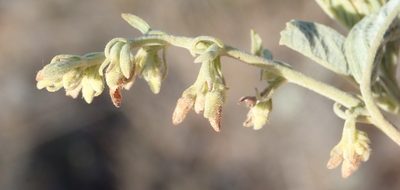 Hermannia holosericea, photographed by Nicola van Berkel