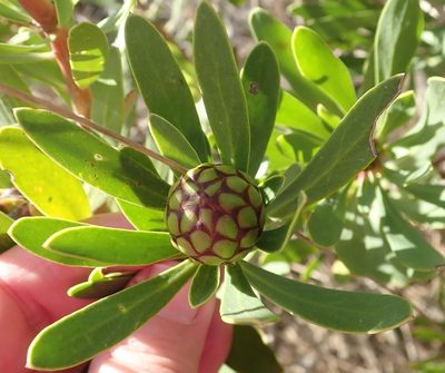 Protea lanceolata, photographed by Nicola van Berkel