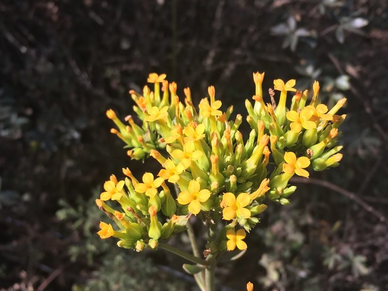 Kalanchoe crenata, photographed by Zygy