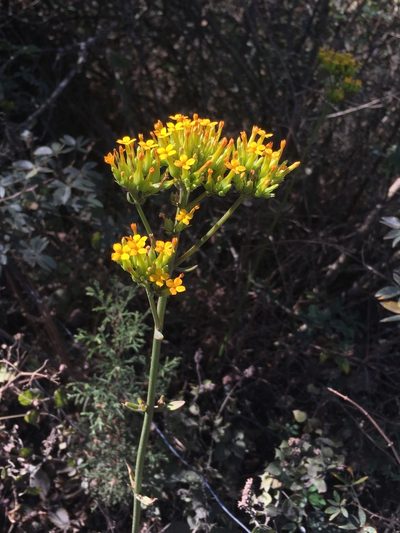 Kalanchoe crenata, photographed by Zygy