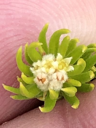 Phylica minutiflora, photographed by Dave U