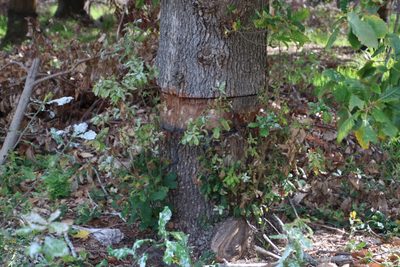 Quercus canariensis, photographed by Tony Rebelo