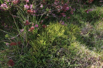 Erica margaritacea, photographed by Tony Rebelo