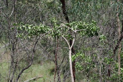 Capparis canescens, photographed by coenobita
