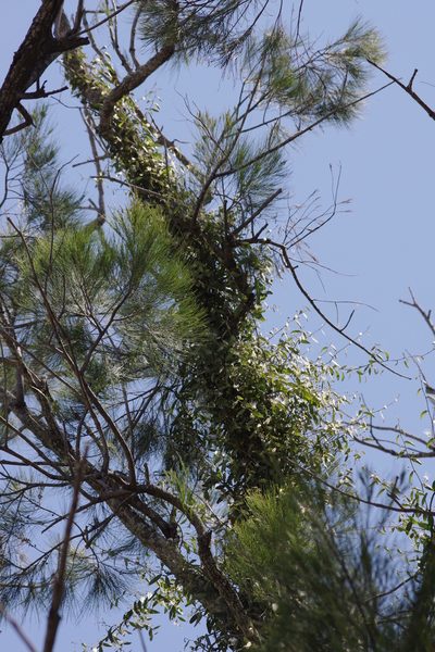 Capparis lasiantha, photographed by coenobita