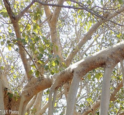 Ficus grevei, photographed by lallen