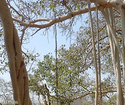 Ficus grevei, photographed by lallen