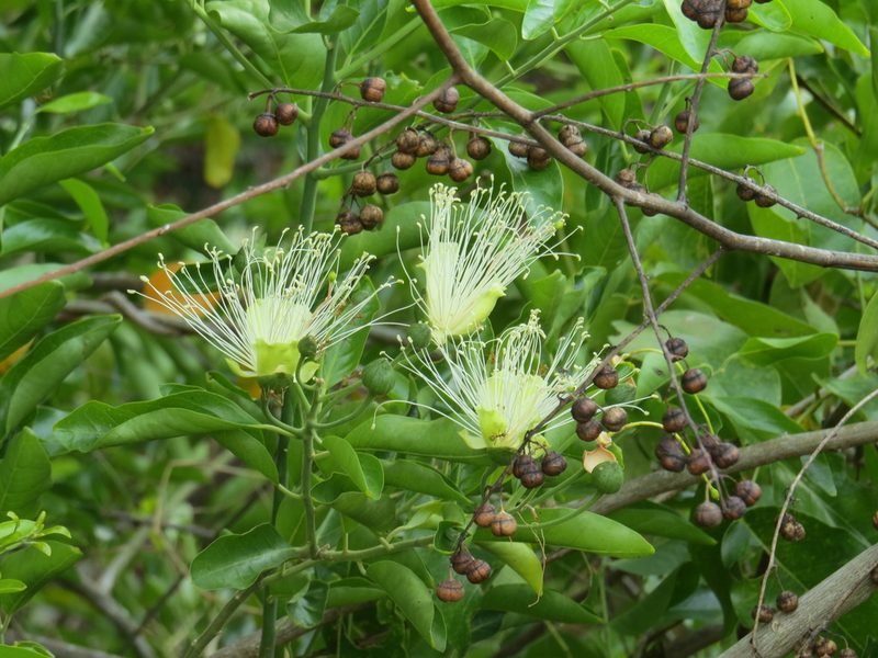 Capparis lucida, photographed by coenobita