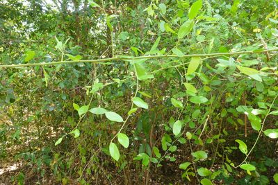 Capparis lucida, photographed by coenobita