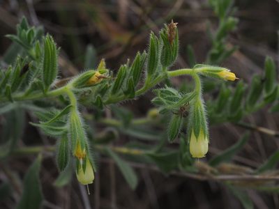Onosma arenaria, photographed by carnifex