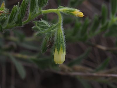 Onosma arenaria, photographed by carnifex