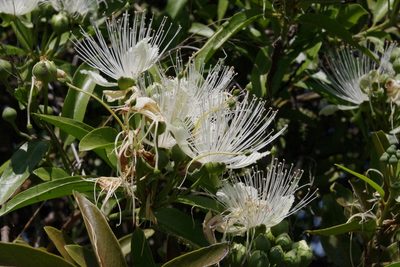 Capparis loranthifolia, photographed by coenobita