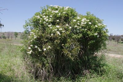 Capparis loranthifolia, photographed by coenobita